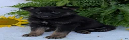 German Shepherd dogs for sale: Ivy - Ad 20