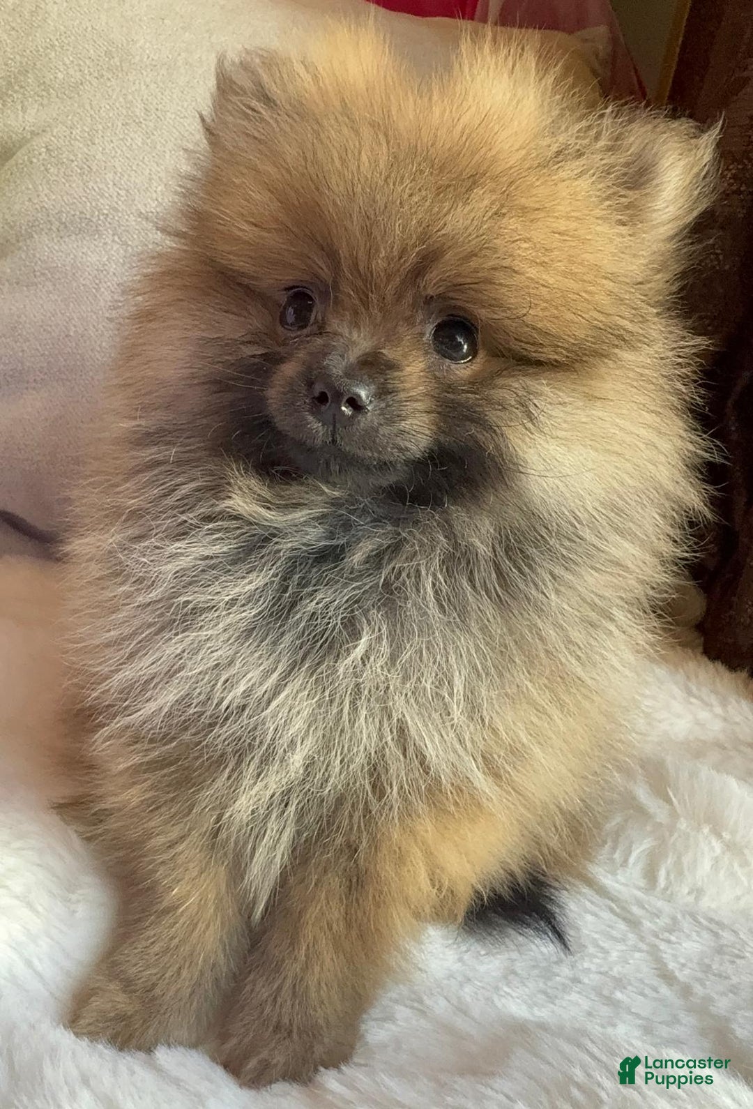 Pomeranian dogs for sale: Pomeranian Puppy tea cup Lulu  - Ad 1