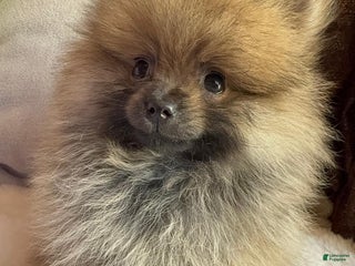 Pomeranian dogs Pomeranian Puppy tea cup Lulu - Ad 11