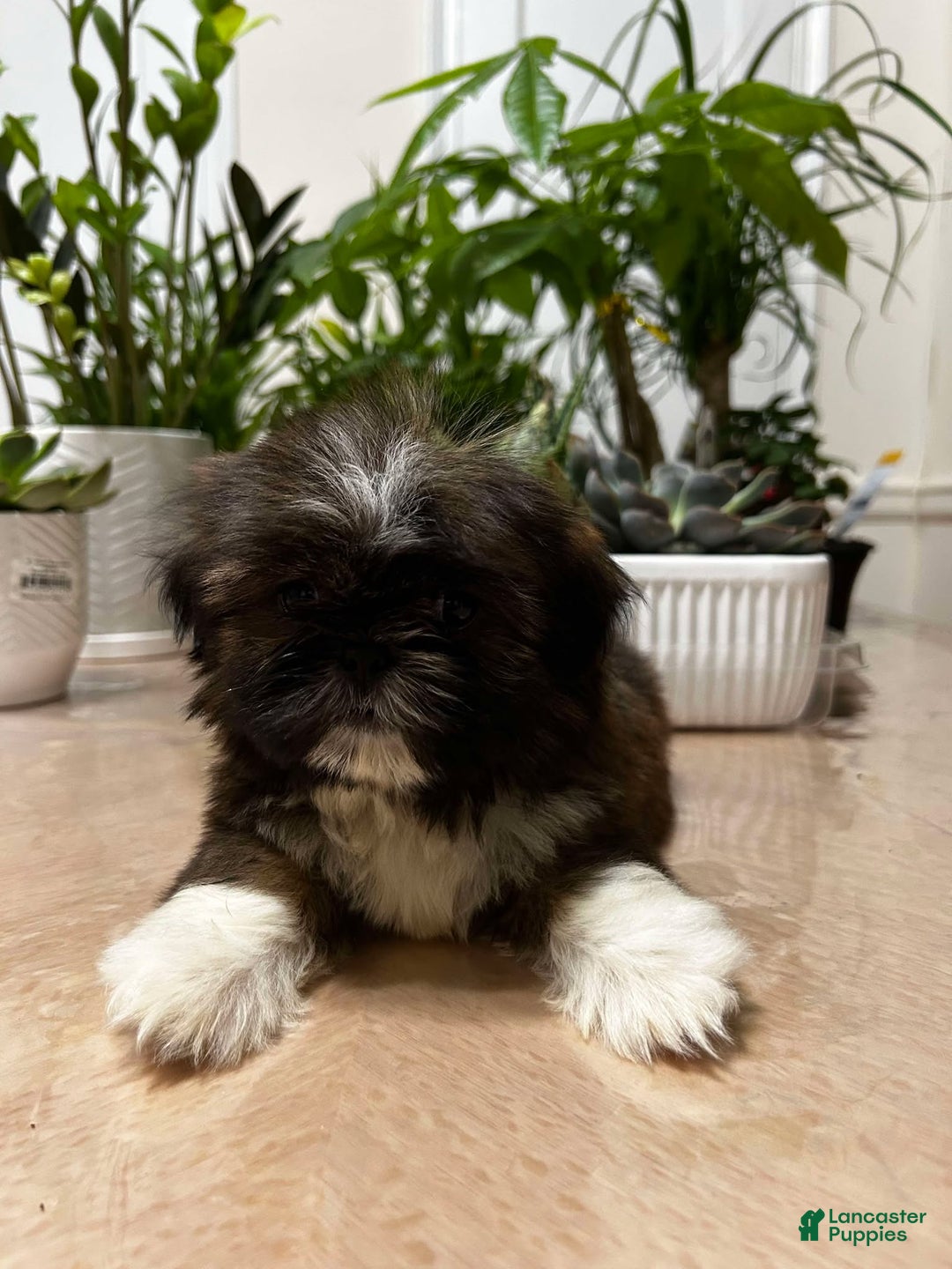 Shih Tzu dogs for sale: April - Ad 4