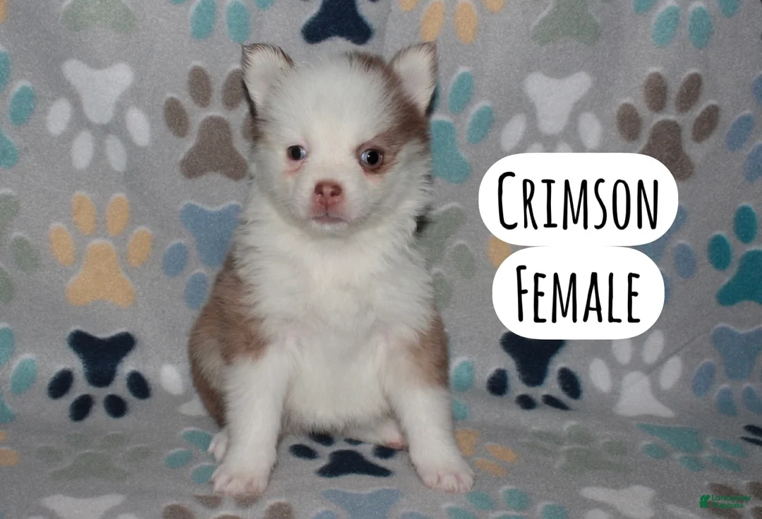 Pomsky dogs for sale: Crimson - Ad 2