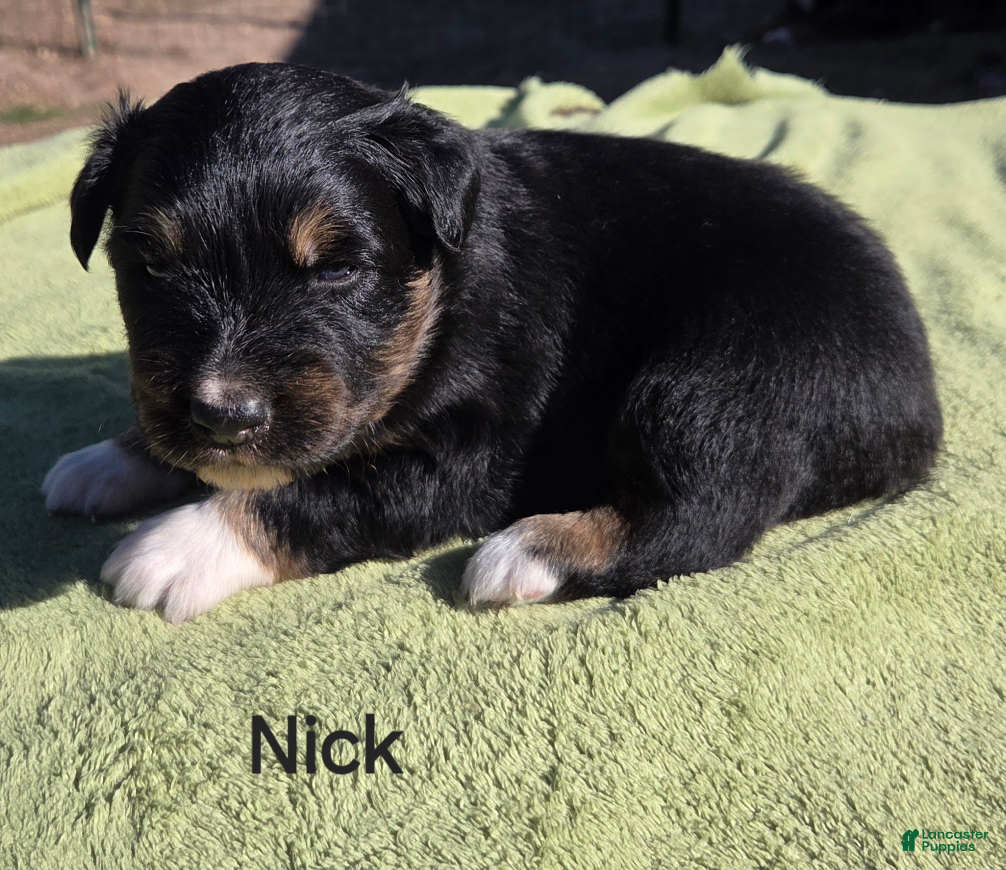 Australian Shepherd dogs Nick - Ad 3