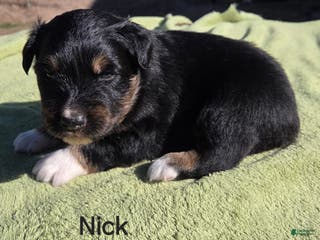 Australian Shepherd dogs Nick - Ad 12