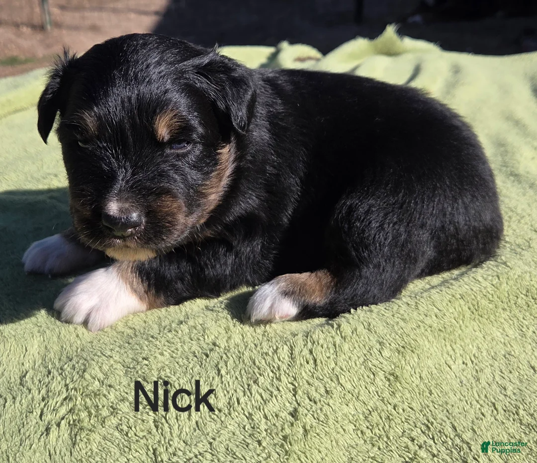 Australian Shepherd dogs for sale: Nick - Ad 1