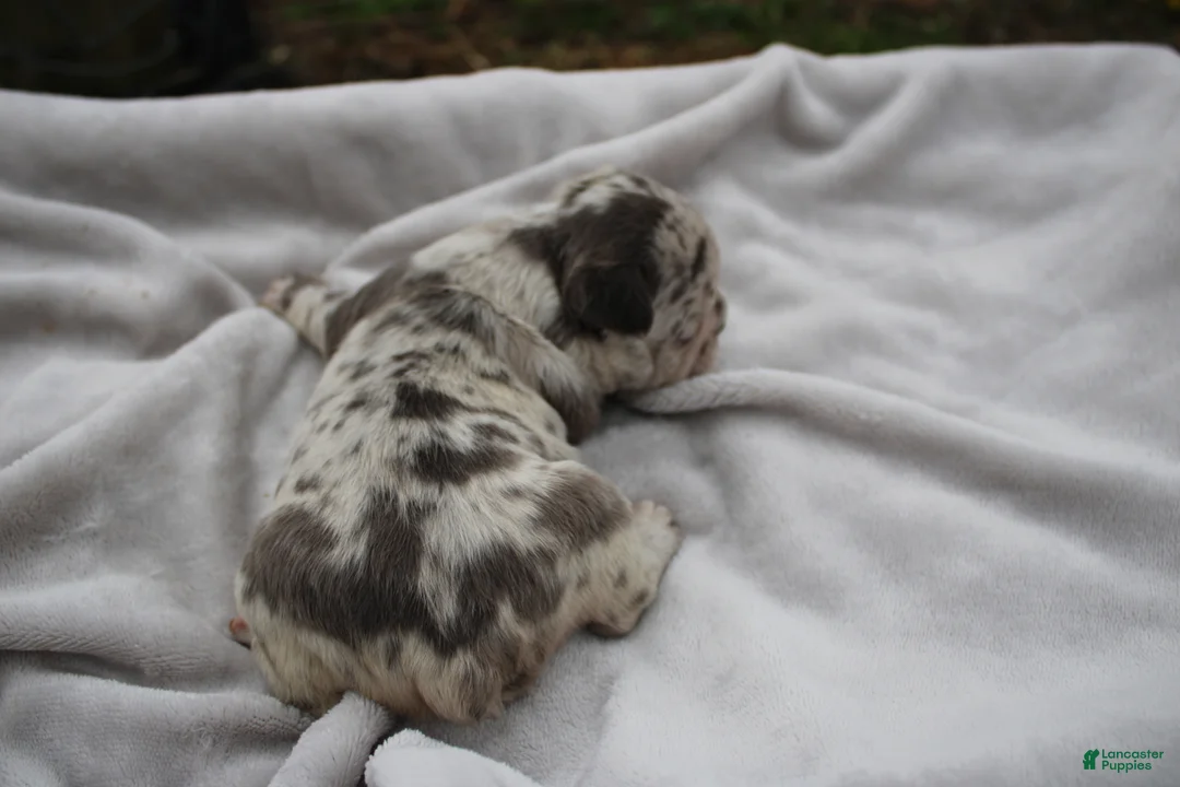 Frenchton dogs for sale: Addie - Ad 4