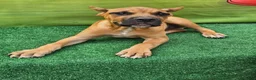 Cane Corso dogs for sale: ACE - Ad 5