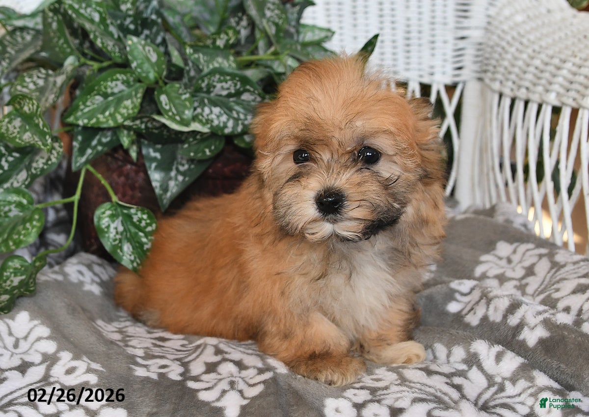 Havanese dogs Skye - Ad 2