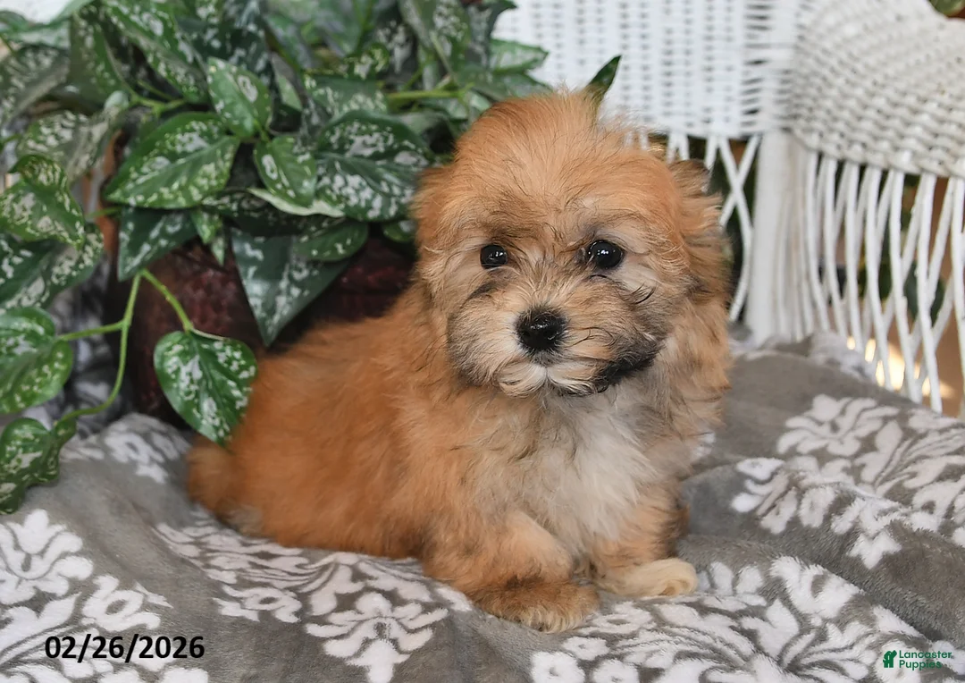 Havanese dogs for sale: Skye - Ad 2