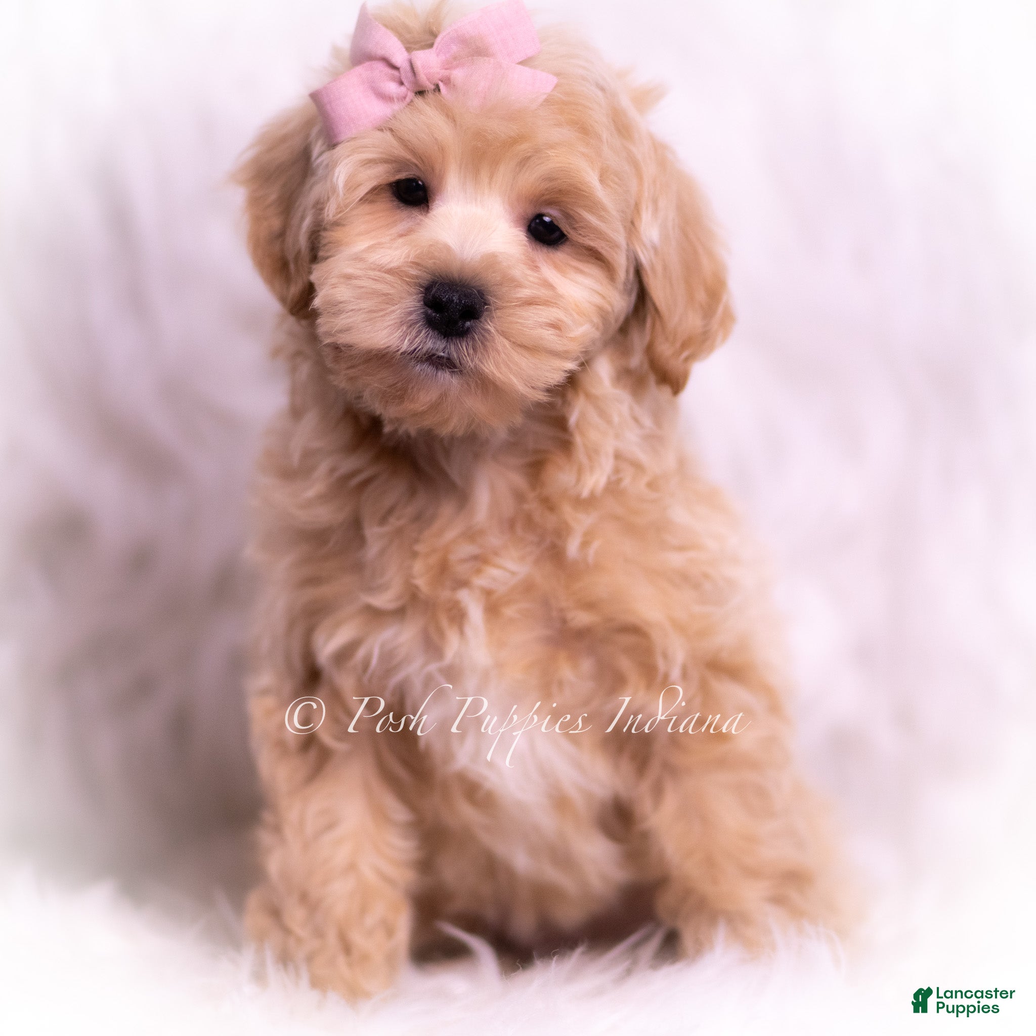 Maltipoo dogs Jasmine - Ad 36