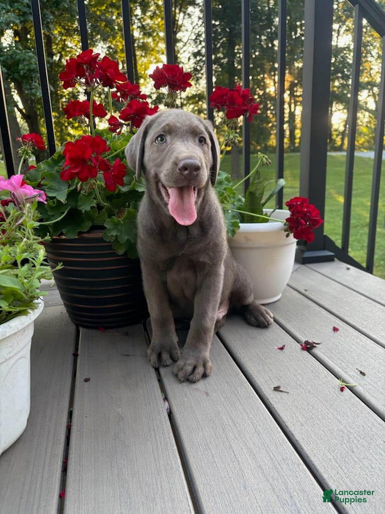 Labrador Retriever dogs Ridge - Ad 2