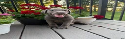 Labrador Retriever dogs for sale: Ridge - Ad 2