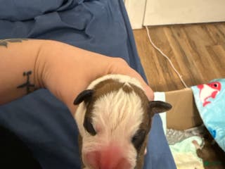 Boxer dogs Oscar - Ad 42