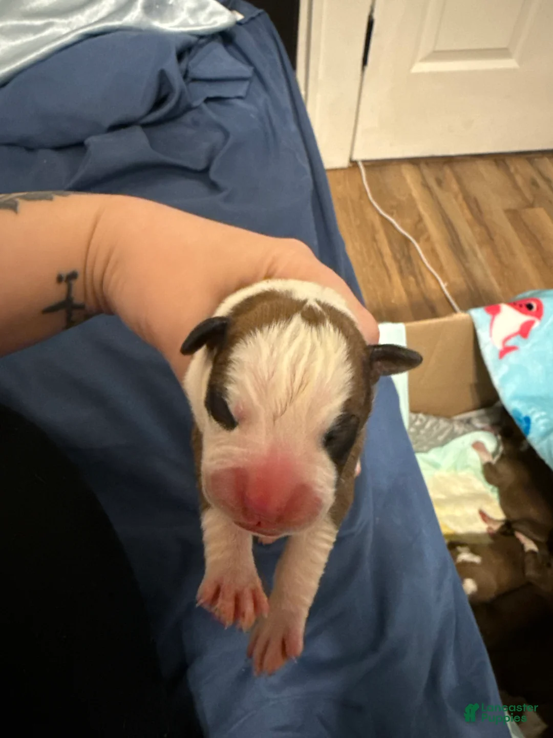 Boxer dogs for sale: Oscar - Ad 1