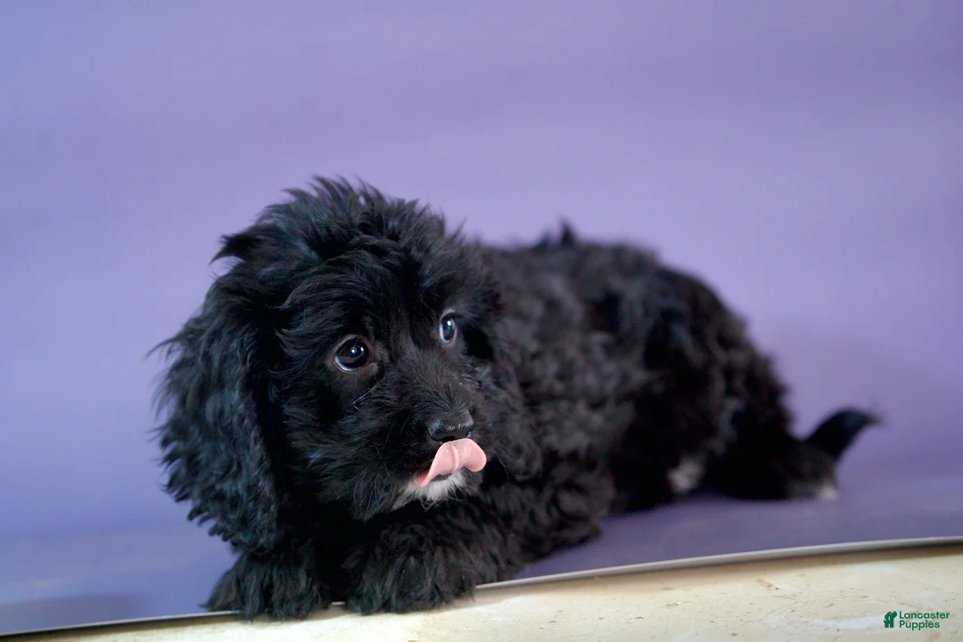 Cavapoo dogs for sale: Flower  - Ad 2