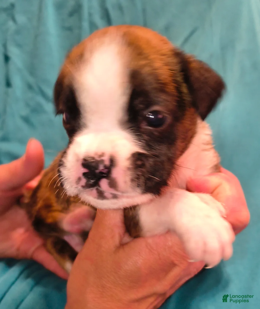 Boxer dogs for sale: Oregano - Ad 1