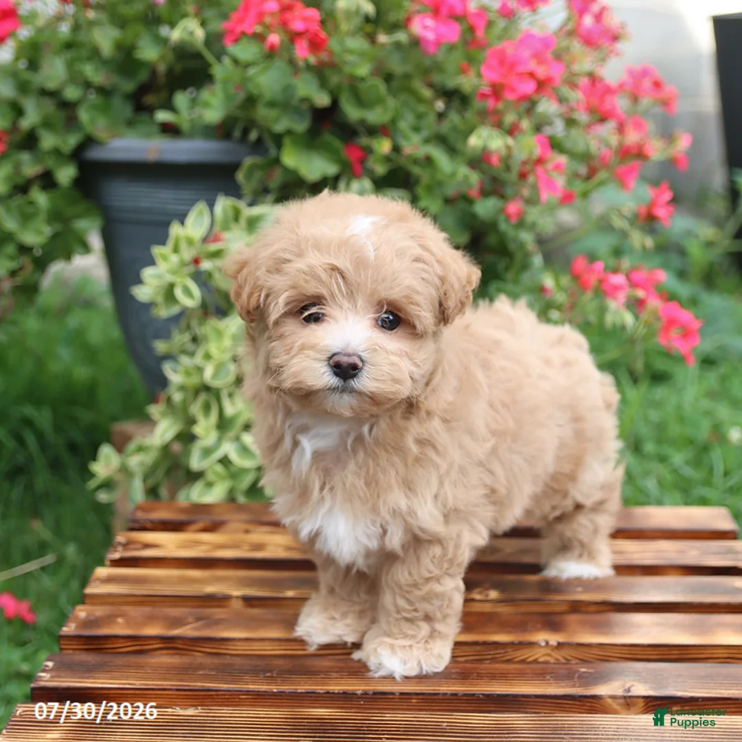 Maltipoo dogs for sale: Hershey - Ad 1