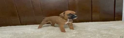 Boxer dogs for sale: Max - Ad 4