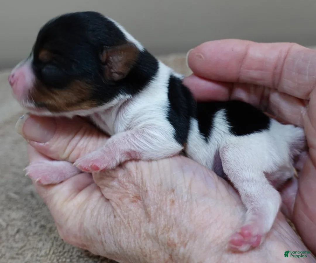 Yorkshire Terrier dogs for sale: Holly - Ad 5