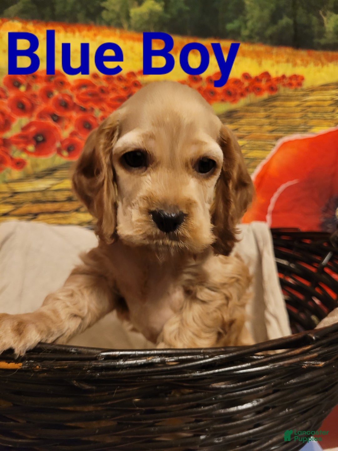 Cockapoo dogs for sale: Blue Boy  - Ad 3