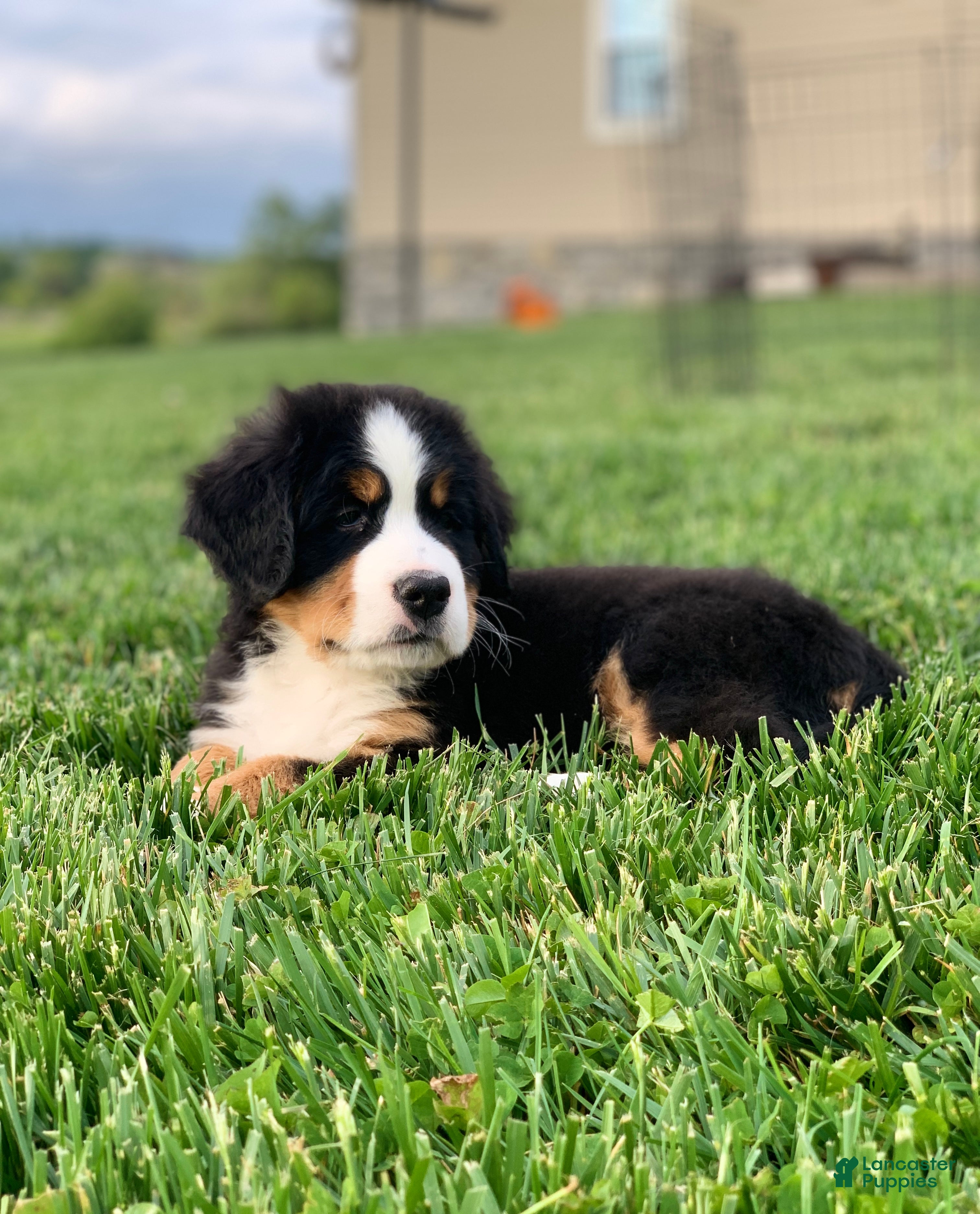 Bernese Mountain Dog dogs for sale: BoBo - Ad 3