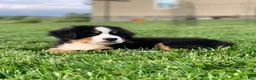 Bernese Mountain Dog dogs for sale: BoBo - Ad 1