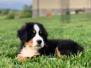 Bernese Mountain Dog dogs for sale: BoBo - Ad 3