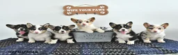 Welsh Corgi Pembroke dogs for sale: Ricky  - Ad 5
