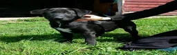 Mixed Breed dogs for sale: Sally female Shibador - Ad 1