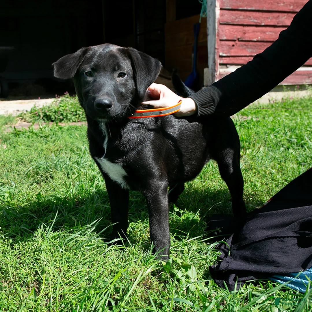 Mixed Breed dogs for sale: Sally female Shibador - Ad 1