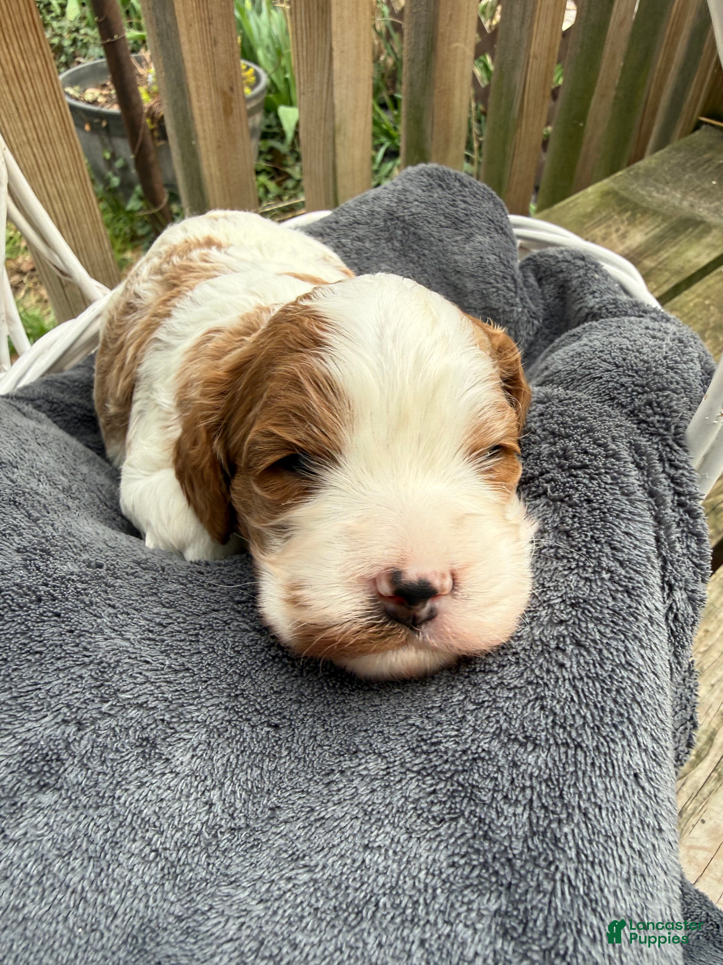 Cavapoo dogs Leo - Ad 2