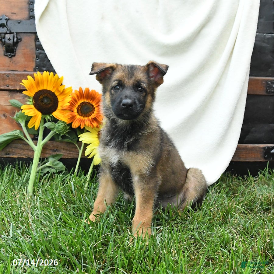 German Shepherd dogs Olive  - Ad 1