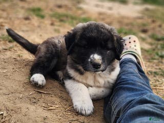 Anatolian Shepherd dogs Zena 2025 F1 ASD puppy - Ad 5