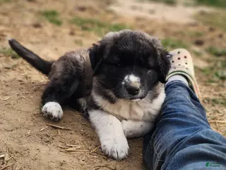 Anatolian Shepherd dogs Zena 2025 F1 ASD puppy - Ad 4