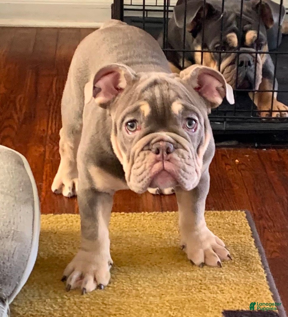 English Bulldog dogs Princess - Ad 28