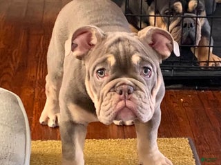 English Bulldog dogs Princess - Ad 2