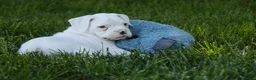 Boxer dogs for sale: Darius - Ad 1