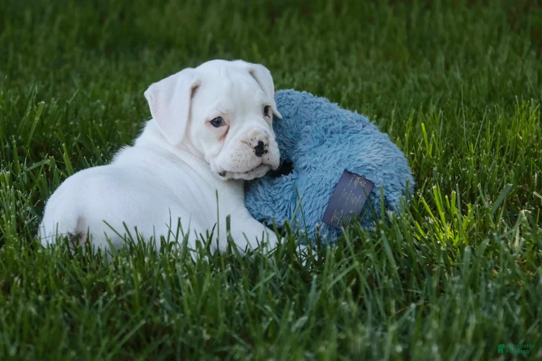 Boxer dogs for sale: Darius - Ad 1