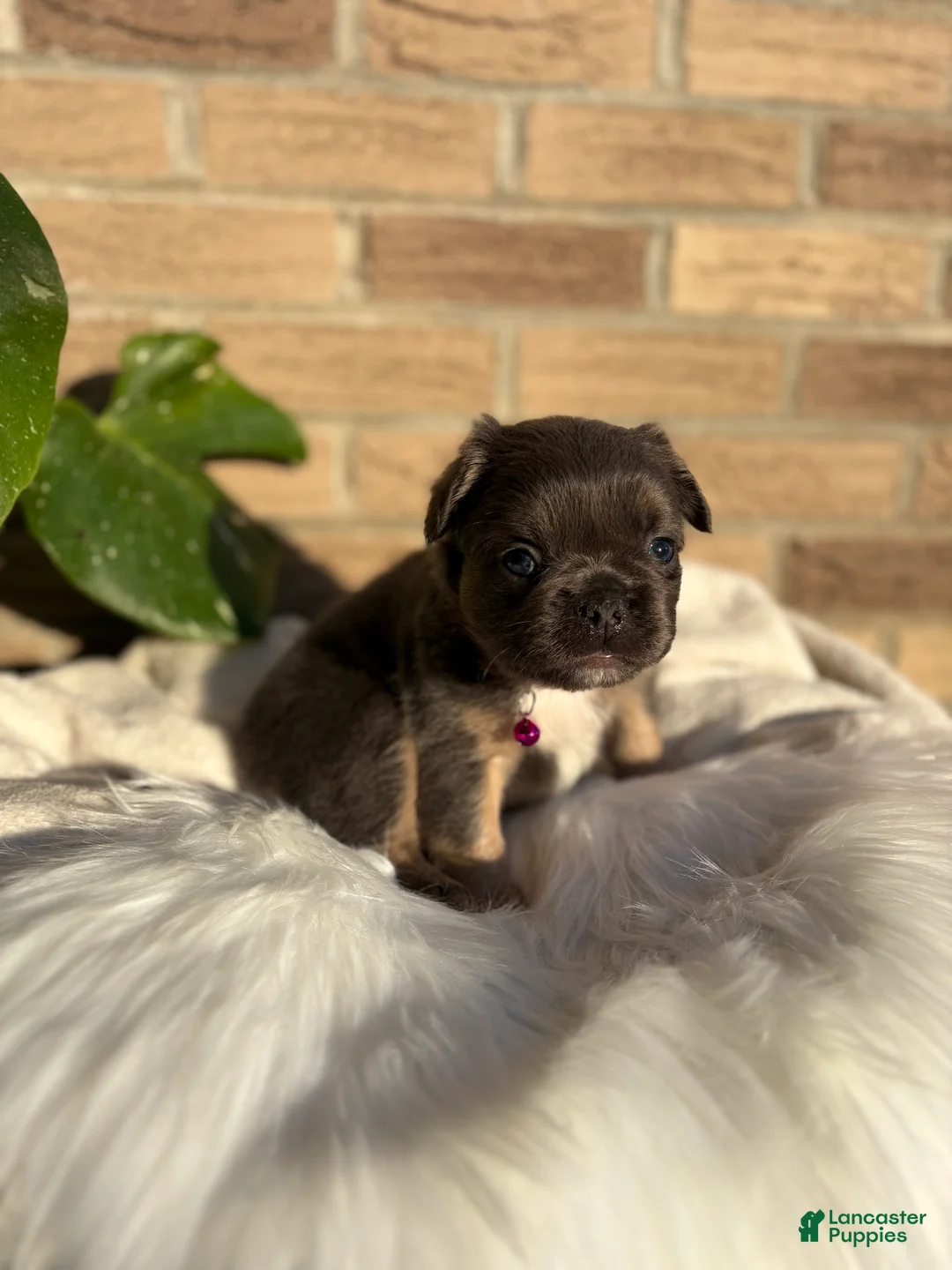 French Bulldog dogs for sale: French Bulldog Puppy 7 - Ad 1