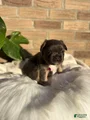 French Bulldog Puppy 7