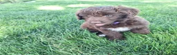 Mini Aussiedoodle dogs for sale: Yellow - Ad 14