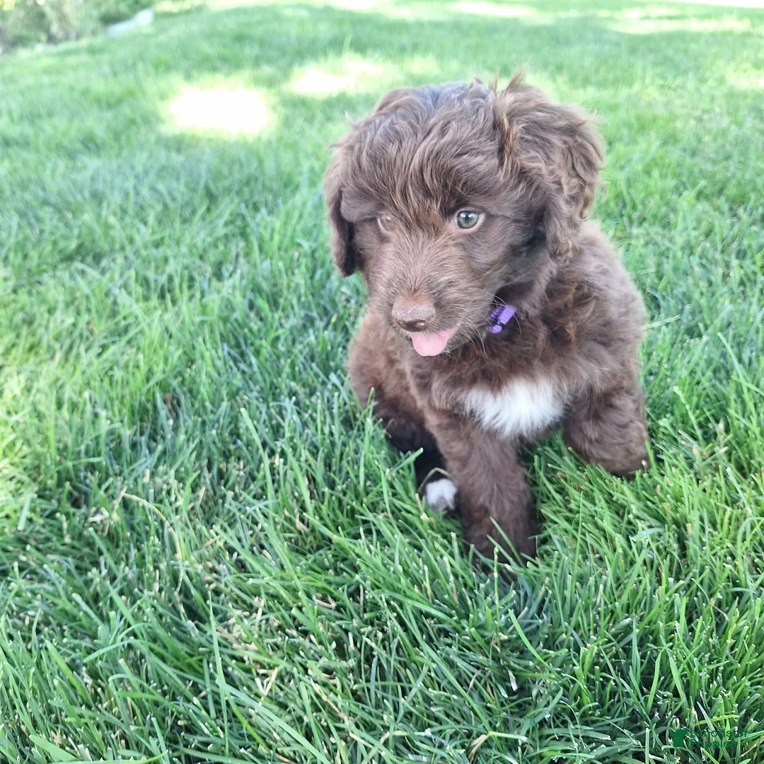 Mini Aussiedoodle dogs for sale: Yellow - Ad 14