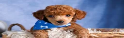 Toy Poodle dogs for sale: Tucker - Ad 22