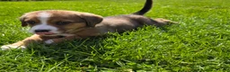 Mixed Breed dogs for sale: Mixed Breed Puppy 5 - Ad 6