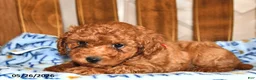Cavapoo dogs for sale: Peter - Ad 4