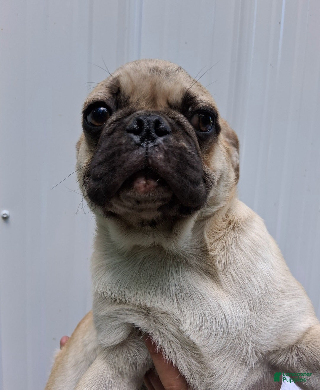 Pug dogs Karl  - Ad 1