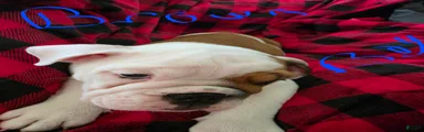 English Bulldog 4