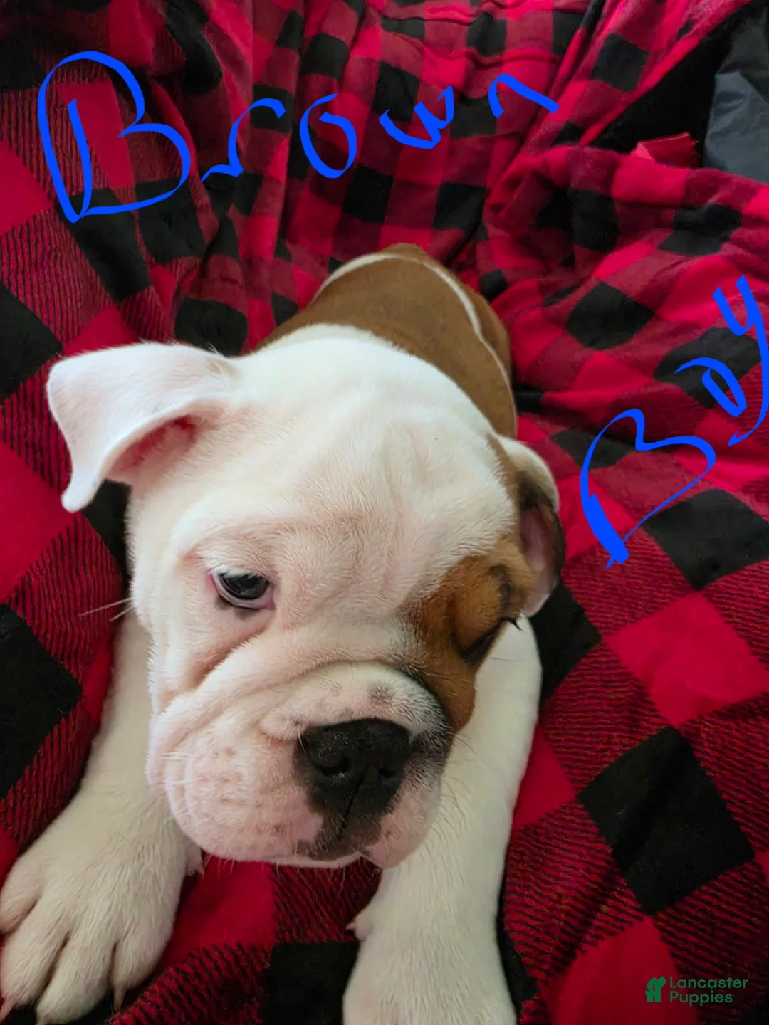 English Bulldog dogs for sale: English Bulldog 4 - Ad 1