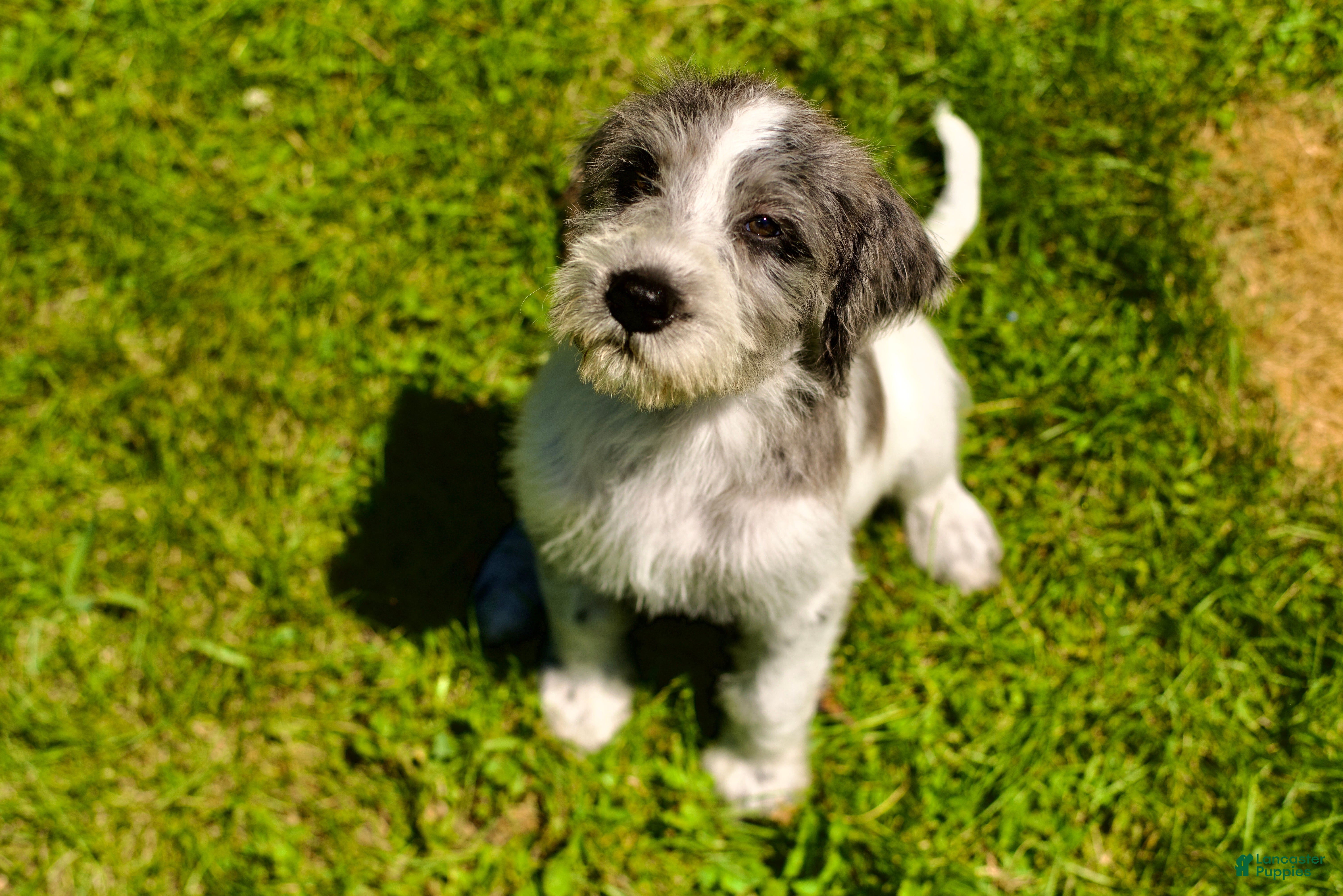 Mixed Breed dogs Dixie  - Ad 1