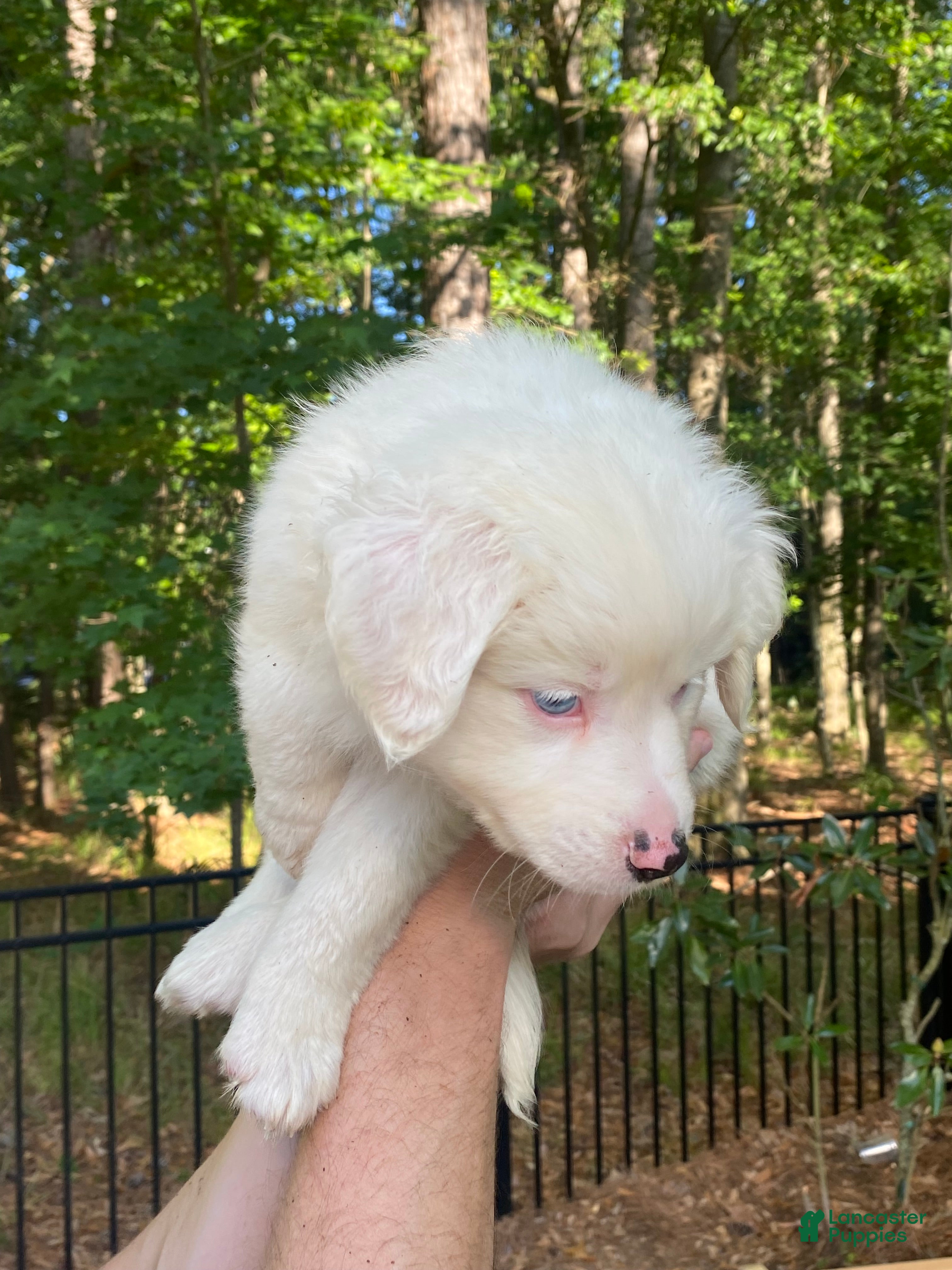 Australian Shepherd dogs Everheart - Ad 2