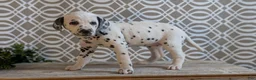 Dalmatian dogs for sale: Morgan - Ad 4